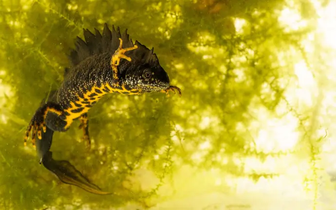 Kamsalamander