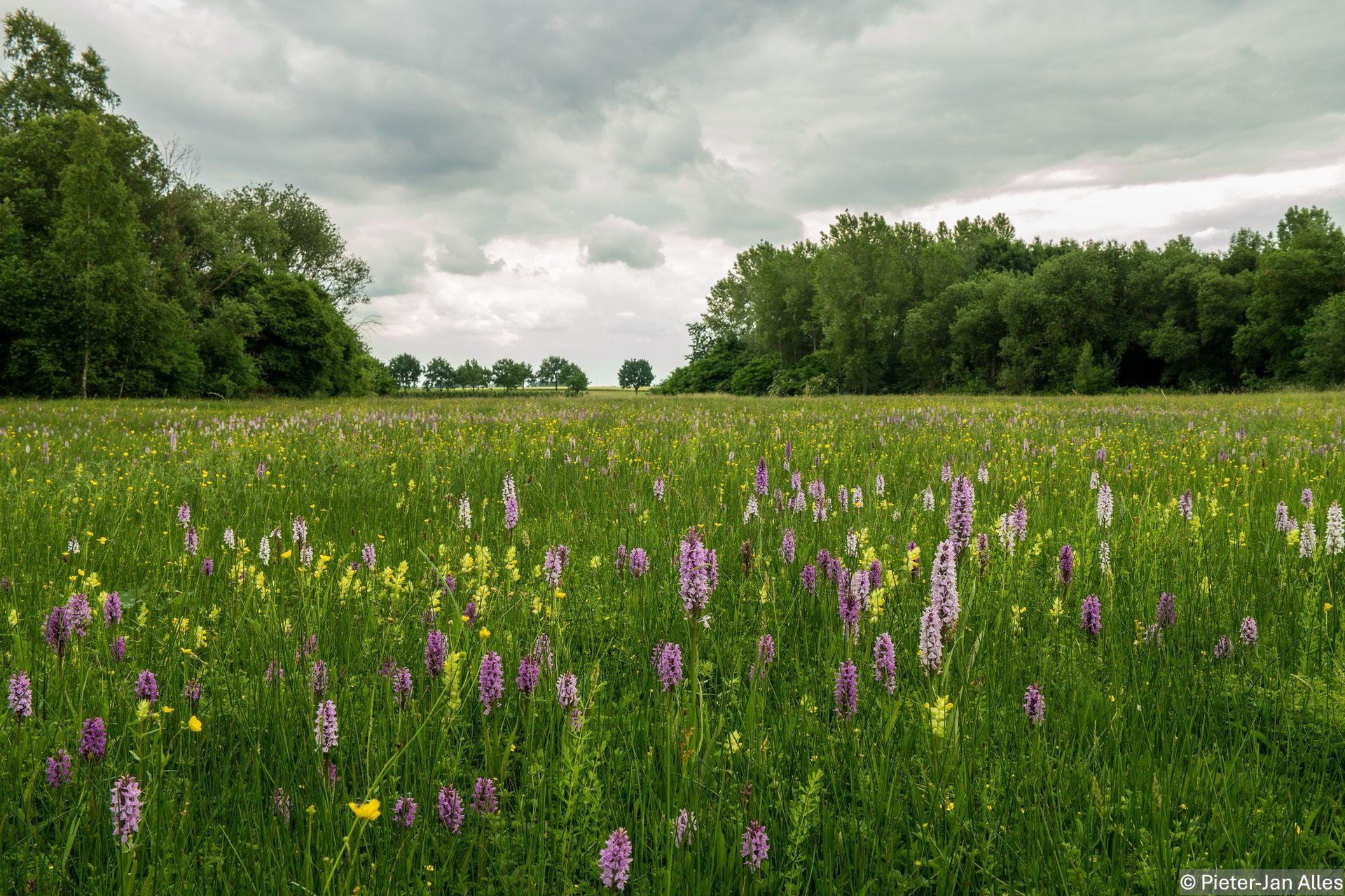 Orchideeënweelde