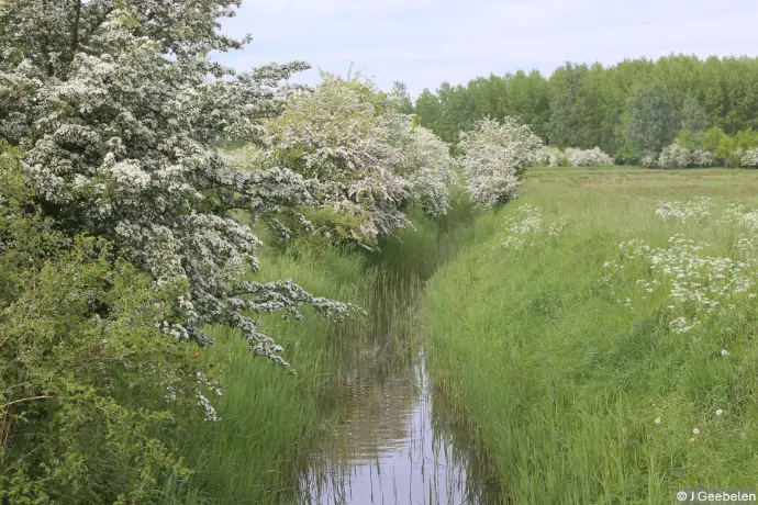 Landschap met beek